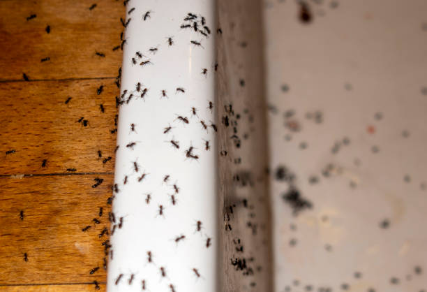 Best Residential Pest Control  in Carrizo Springs, TX