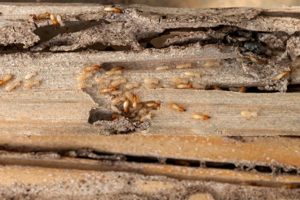 Best Pest Prevention Services  in Carrizo Springs, TX