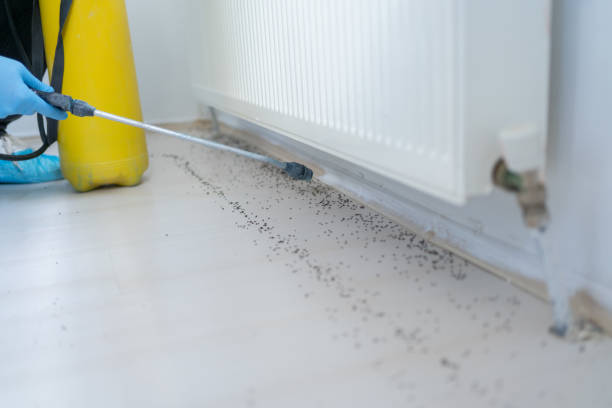 Best Wasp Removal Services  in Carrizo Springs, TX
