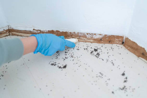 Best Termite Control Services  in Carrizo Springs, TX